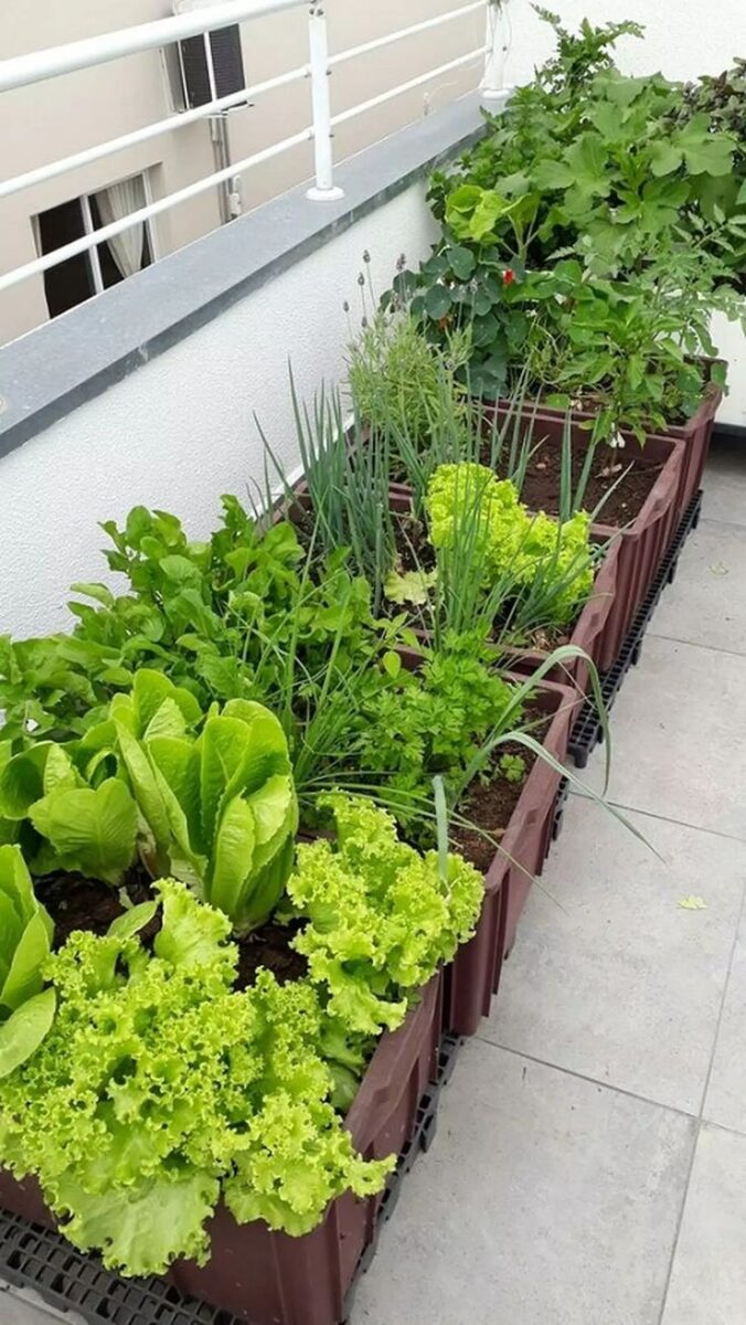 balcony vegetable garden