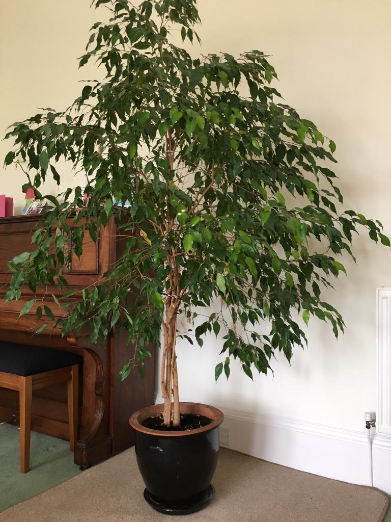 my weeping fig 1