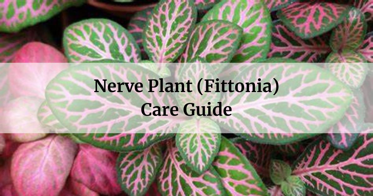 nerve plant care guide