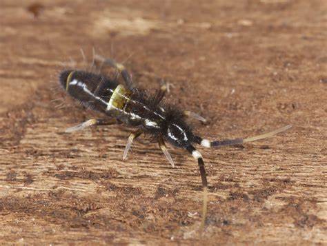 springtails