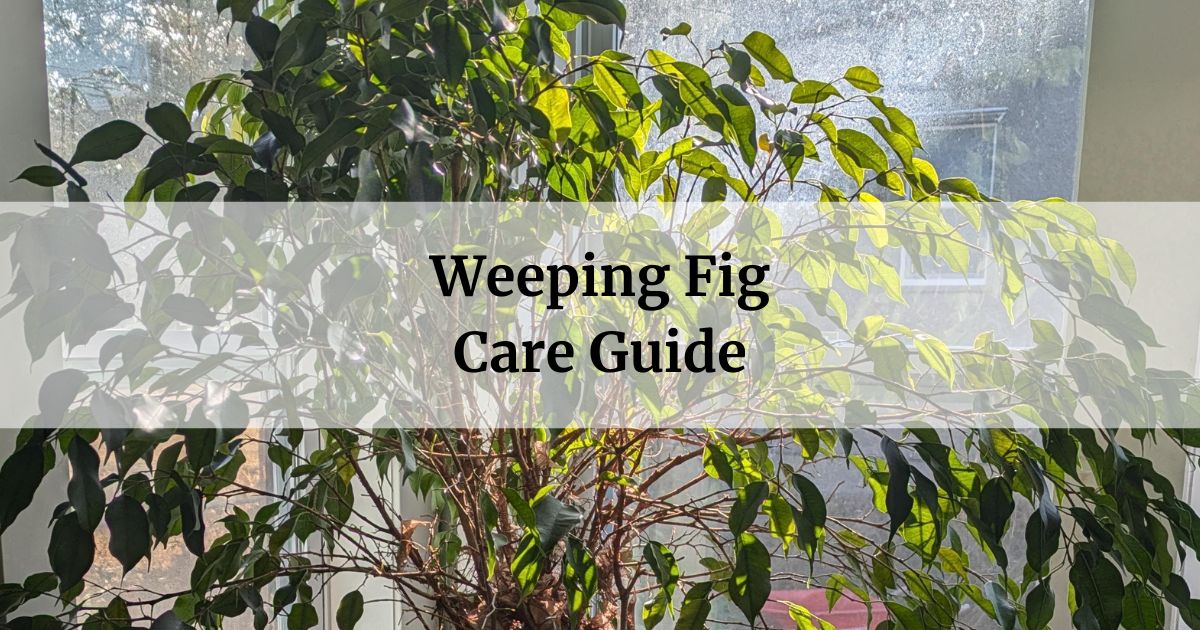 weeping fig care guide