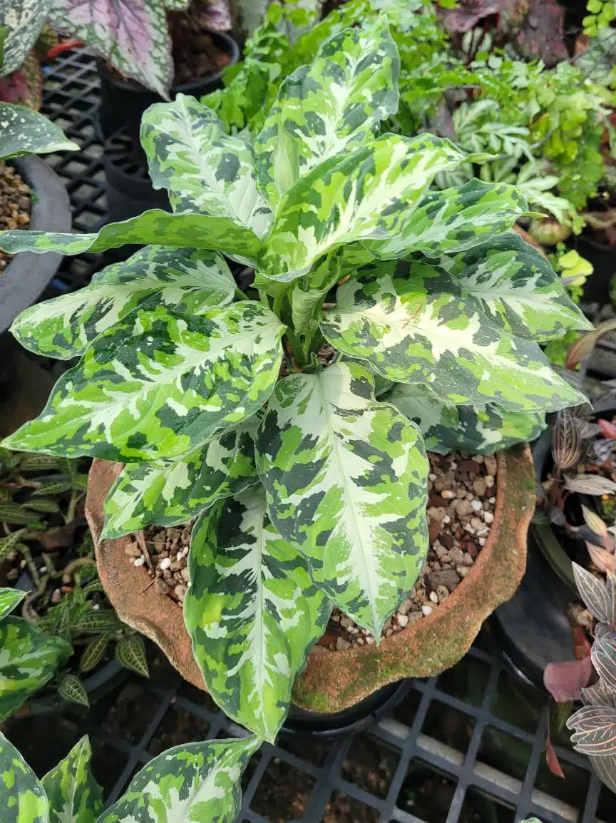 Aglaonema pictum Tricolor online store