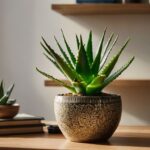 Houseplant of the Week: Aloe Vera