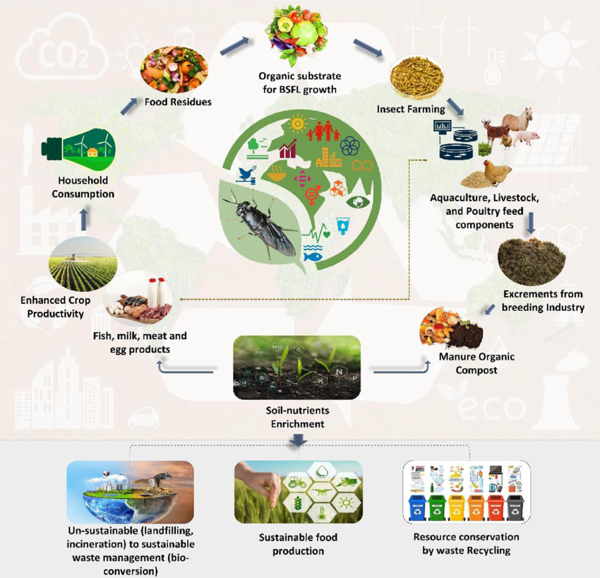 BSFL to the Circular Economy