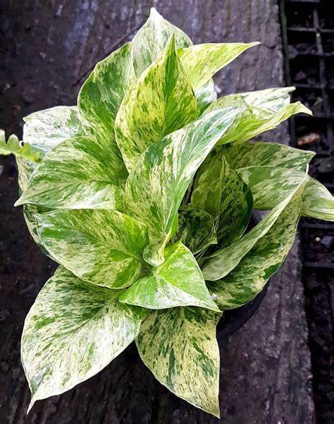 Epipremnum Aureum Marble Queen