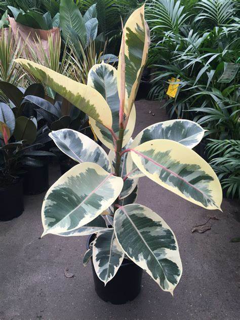 Ficus Elastica Tineke web