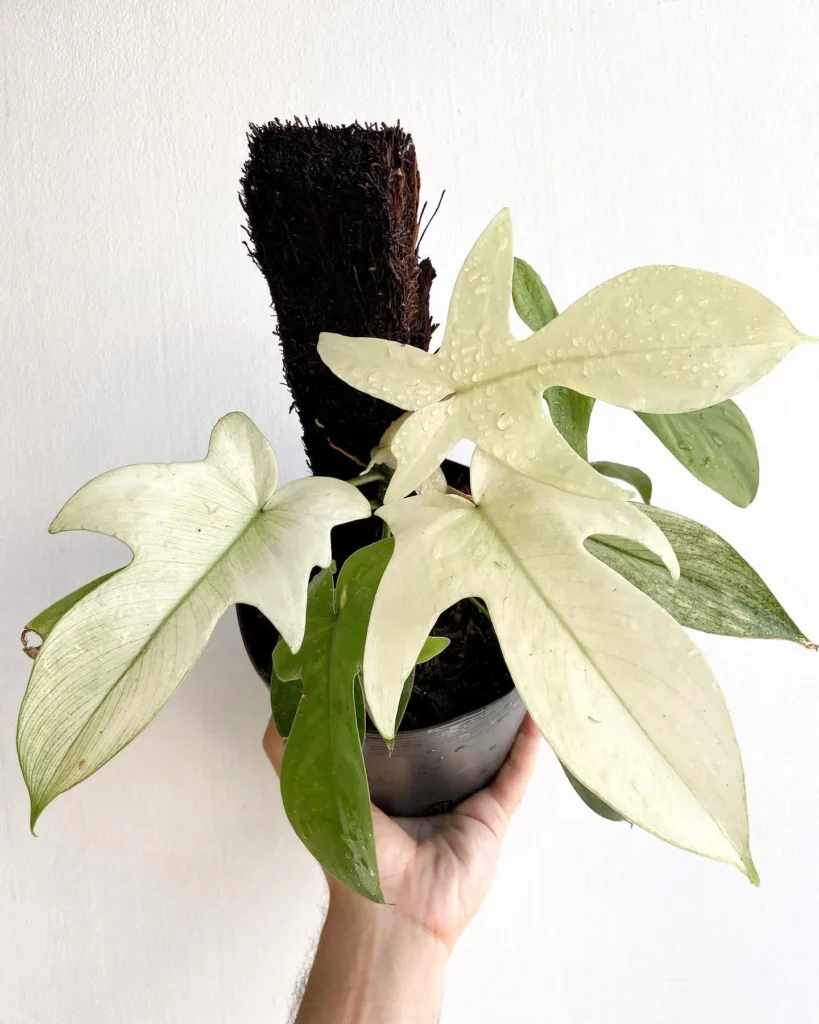 Philodendron Florida Ghost 4 819x1024 1