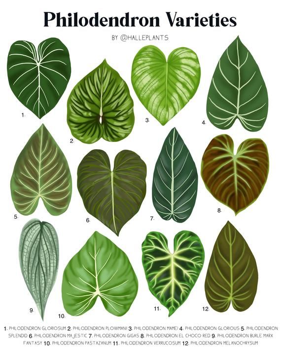 Philodendron Varieties