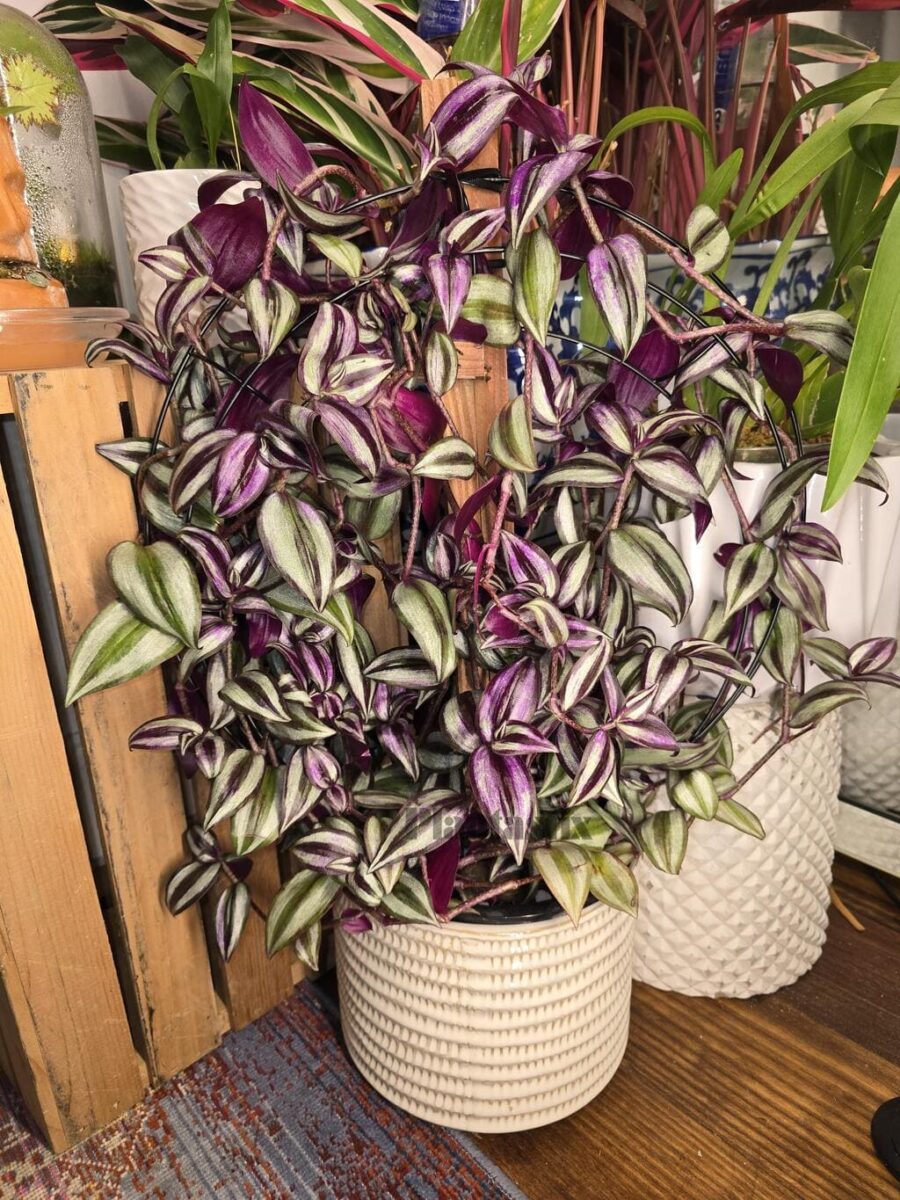 Tradescantia plant