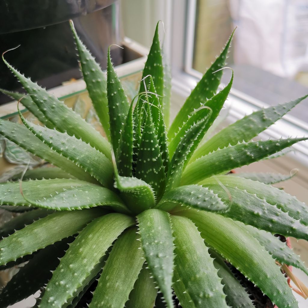 aloe vera