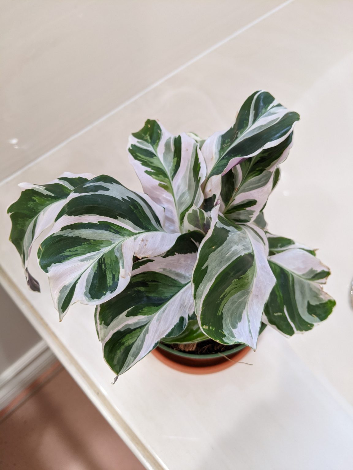 health calathea white fusion