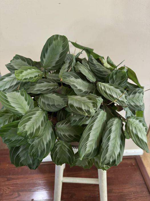 huge prayer plant