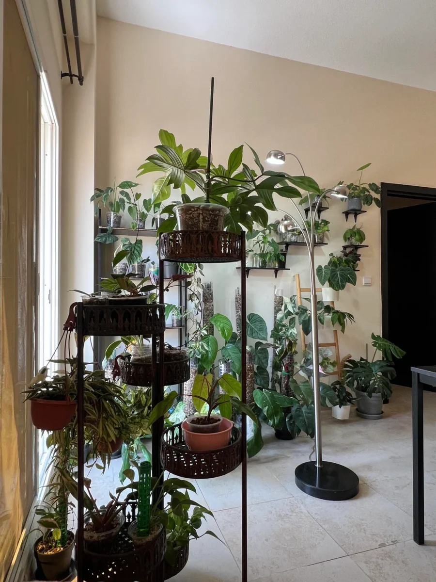 indoor plant room