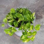 Houseplant of the week: Lemon Lime Pothos