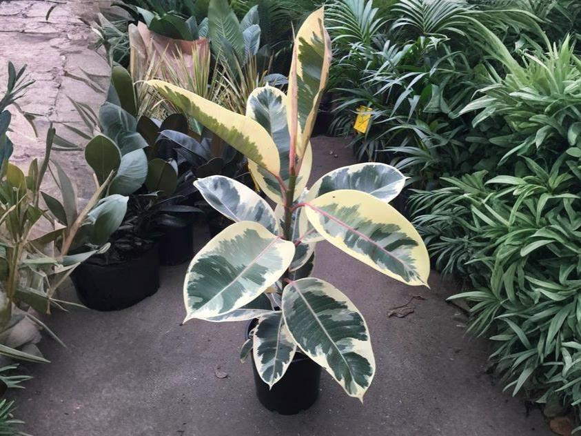 Ficus Elastica Tineke wide