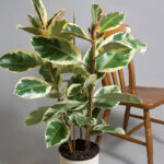 Houseplant of the Week: Ficus Elastica ‘Tineke’