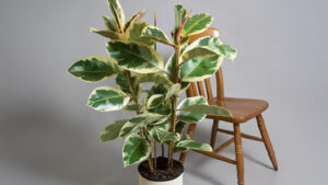 Ficus Elastica ‘Tineke’