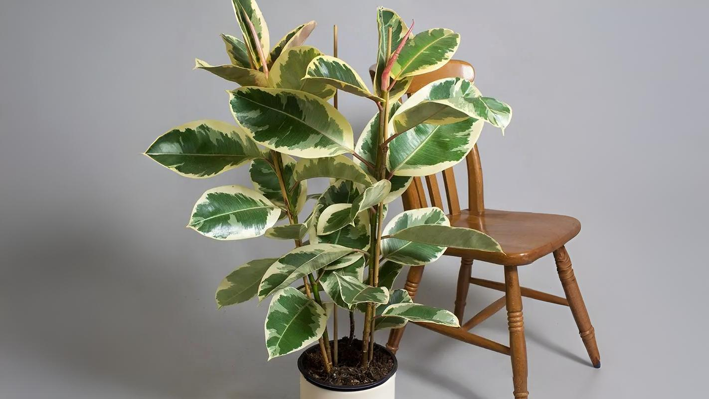 Ficus Elastica ‘Tineke’