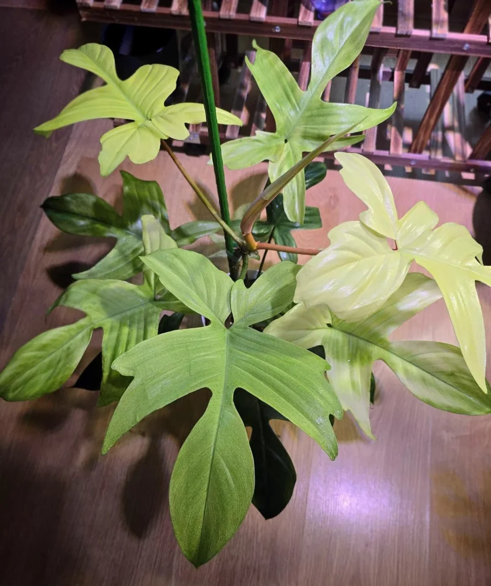 philodendron florida ghost is such a joy to have