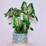 Houseplant of the week: Pink Caladiums