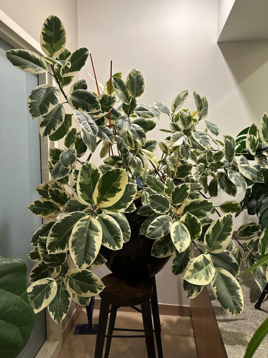 variegated rubber tree ficus elastica web