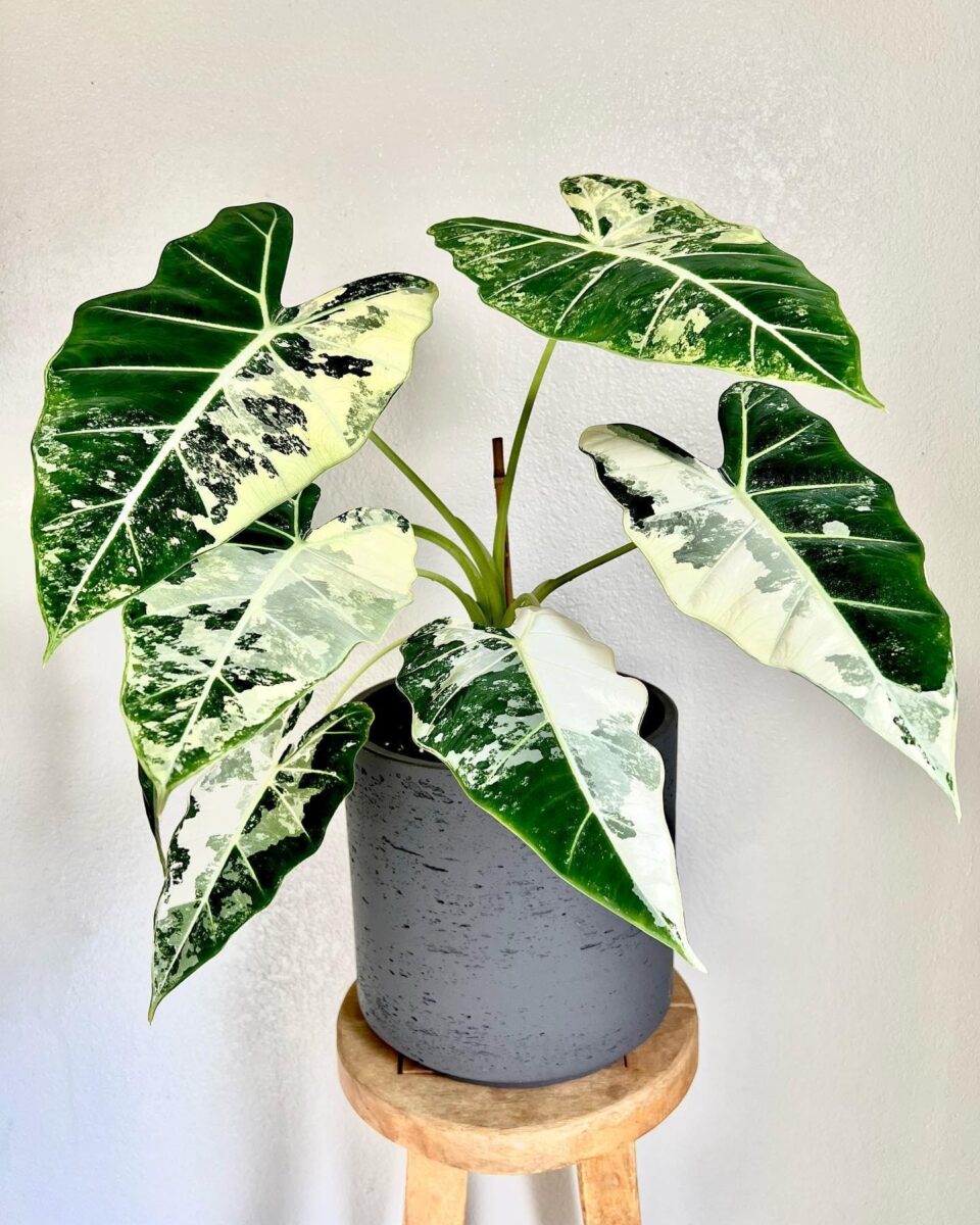 Alocasia Frydek Variegata