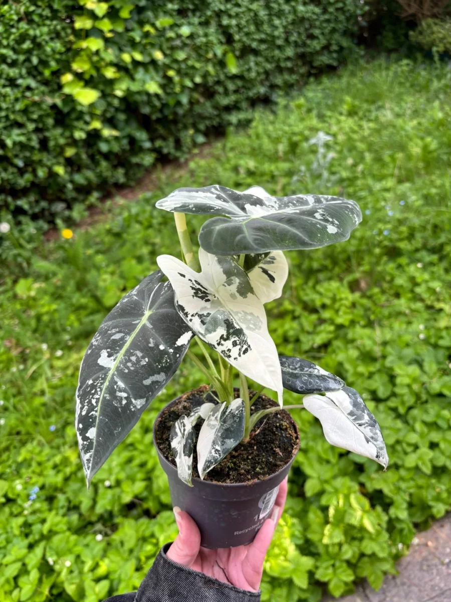 Alocasia Frydek Variegata2
