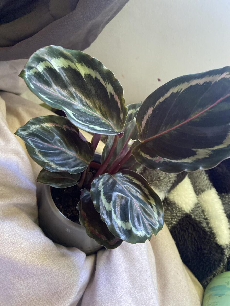 Calathea Medallion