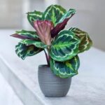 Houseplant of the week: Calathea Medallion