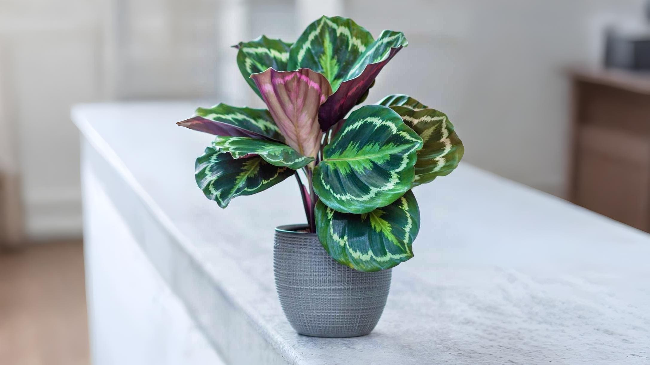 Calathea Medallion web
