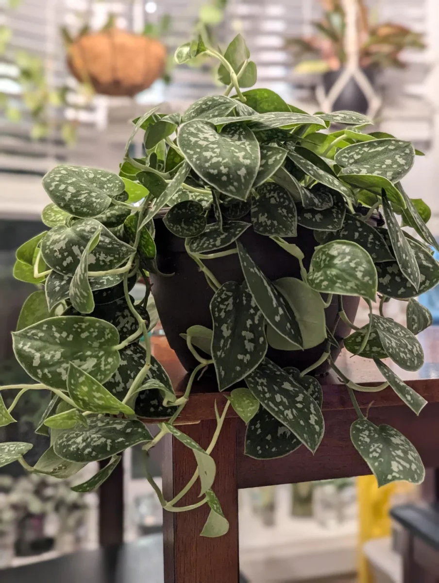 Satin Pothos