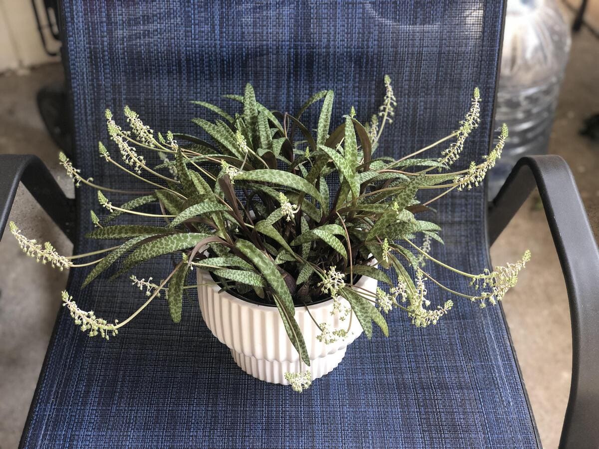 Silver Squill in full bloom
