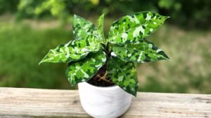 Aglaonema