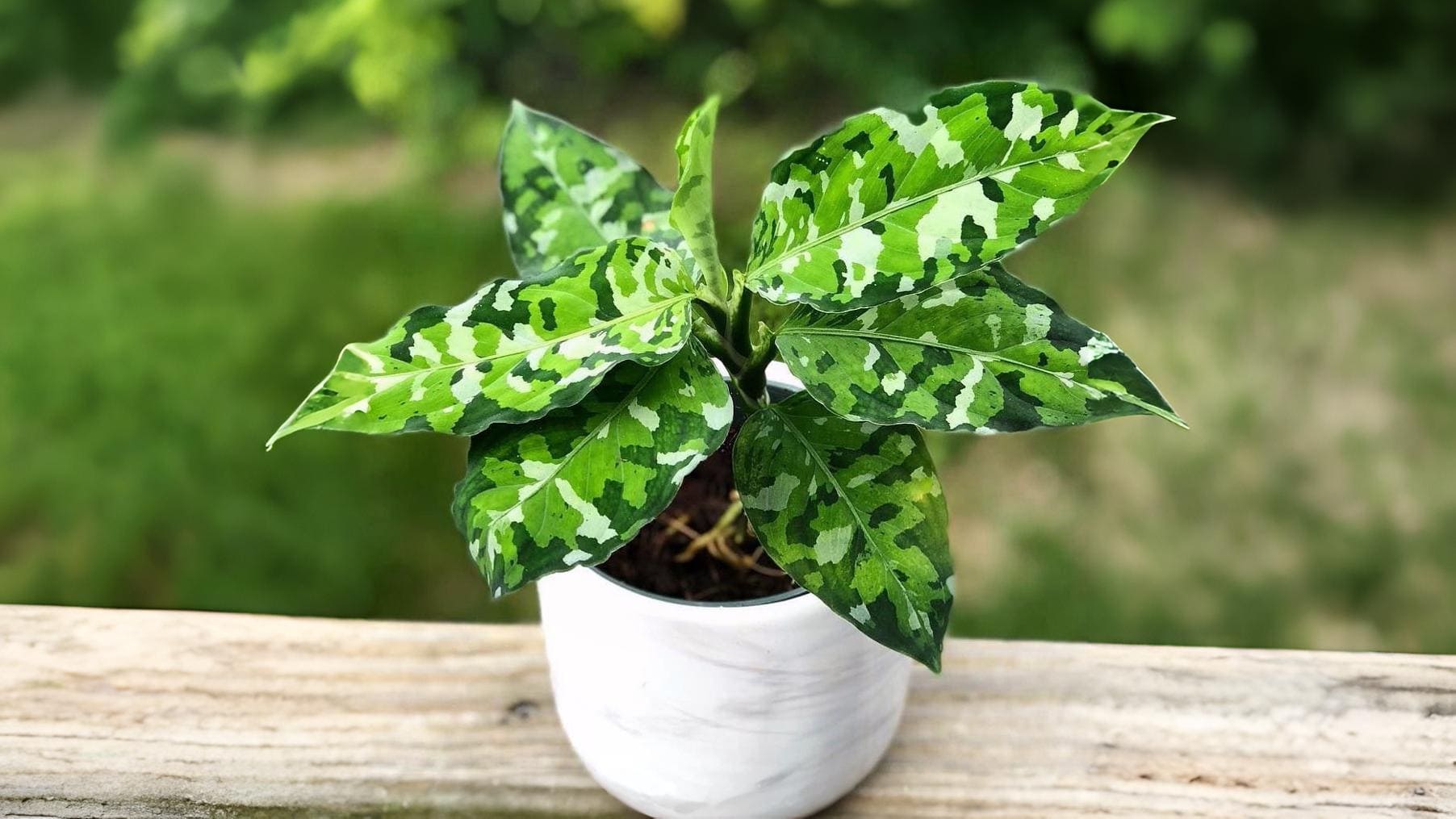 Aglaonema