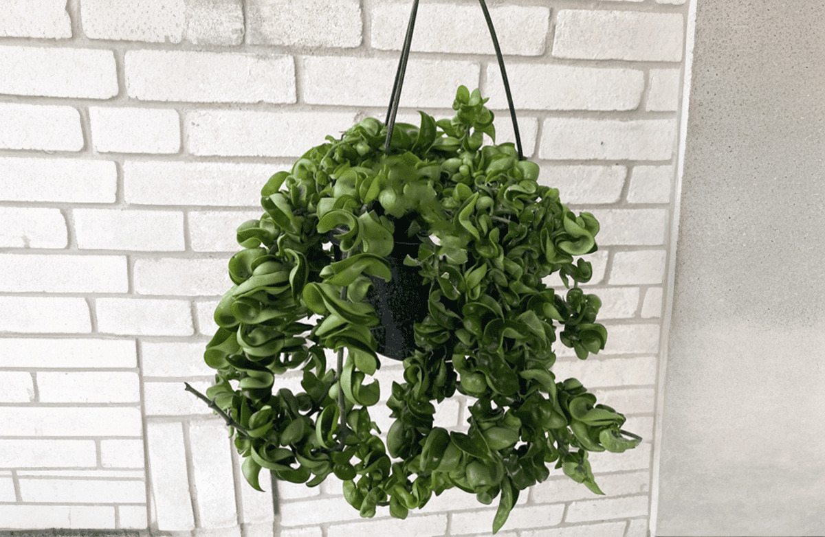 hoya compacta image