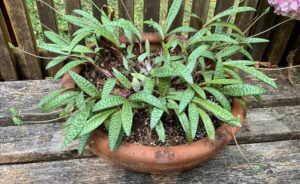 Silver squill