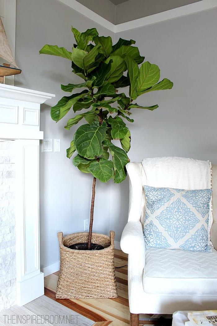 Fiddle Leaf Fig in corner