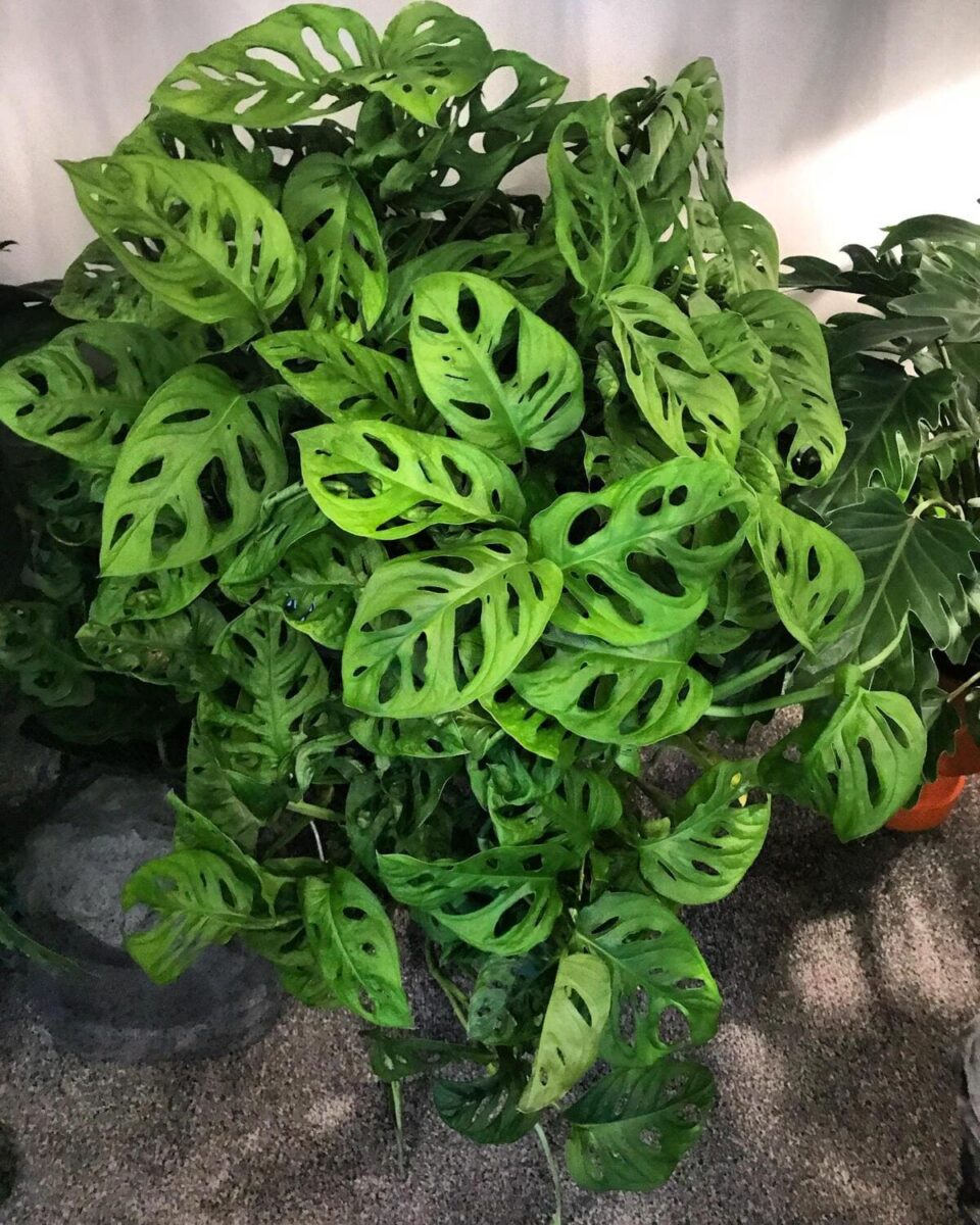 Monstera Adansonii beautiful leaves