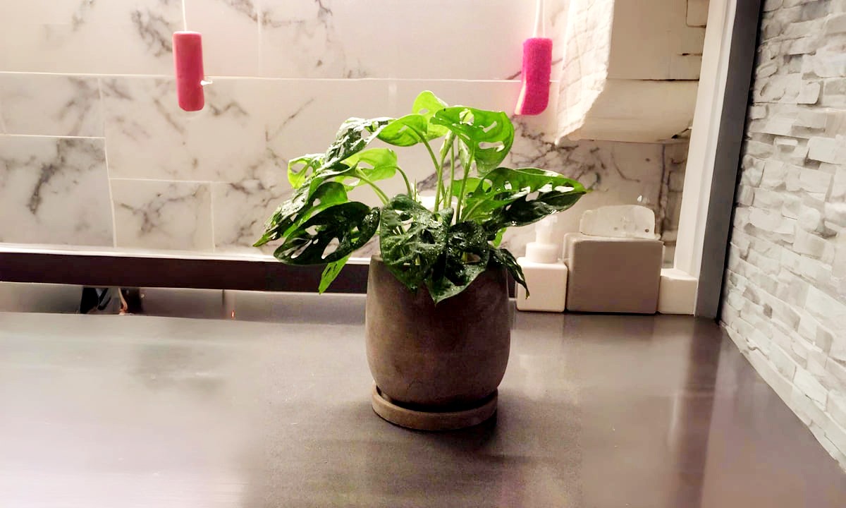 Monstera Adansonii