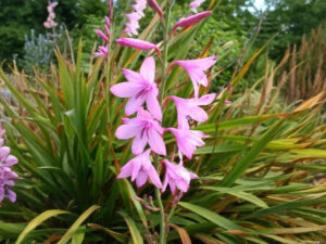 Pink Watsonia