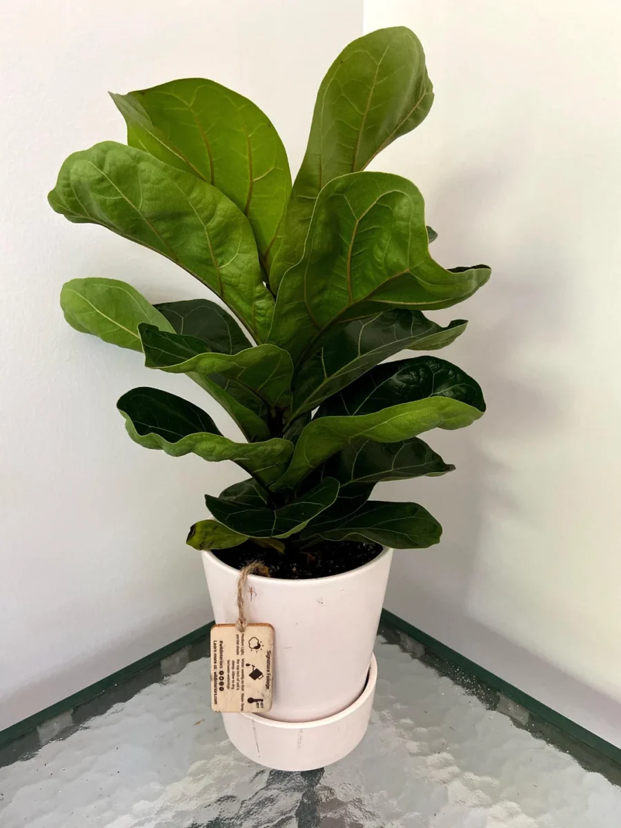 fiddle leaf fig 2020 to 2024