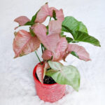 Houseplant of the week: Syngonium Pink Splash