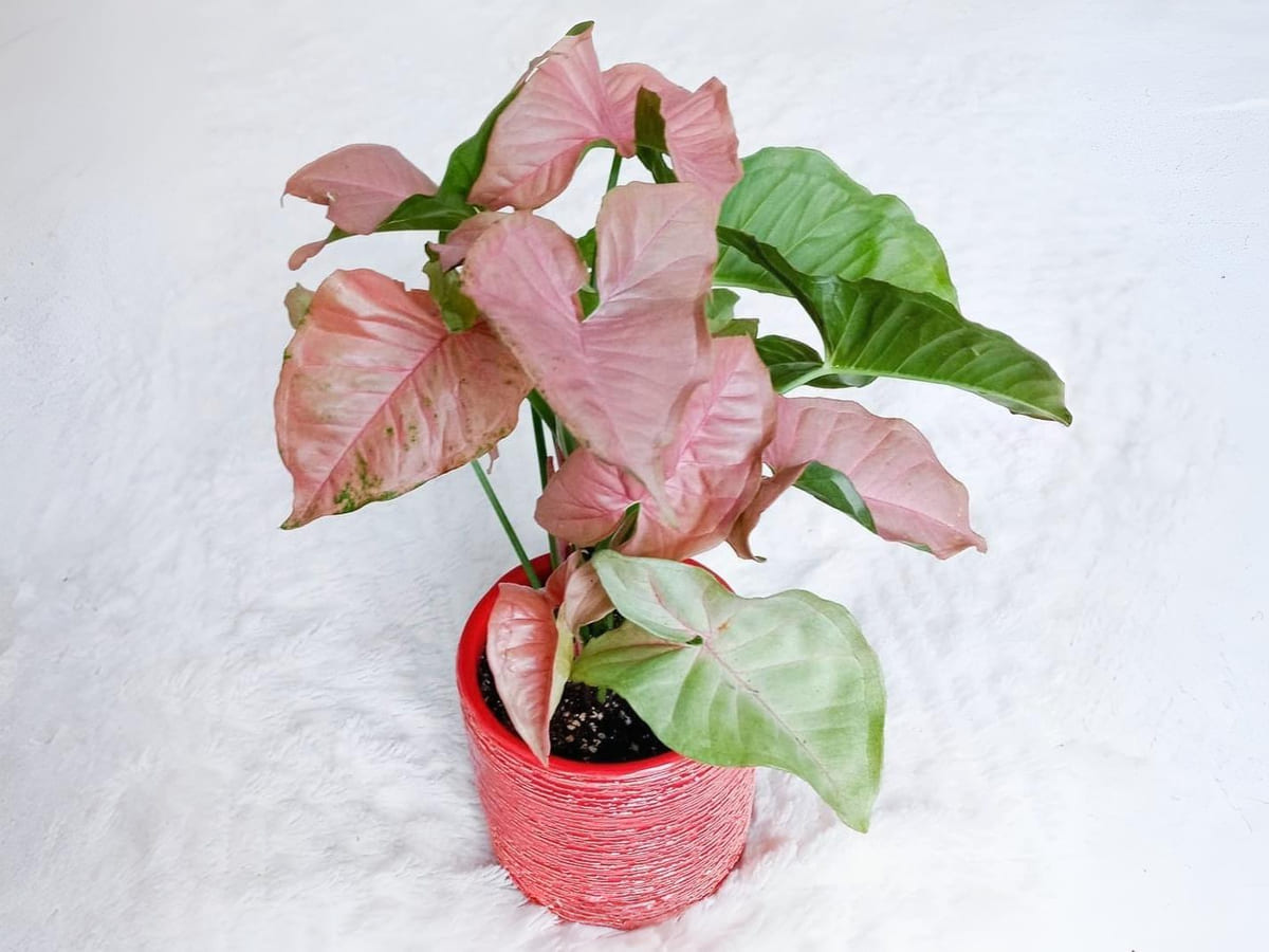 Syngonium Pink Splash