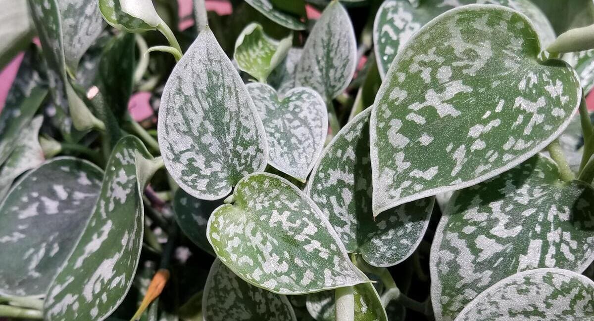 satin pothos banner